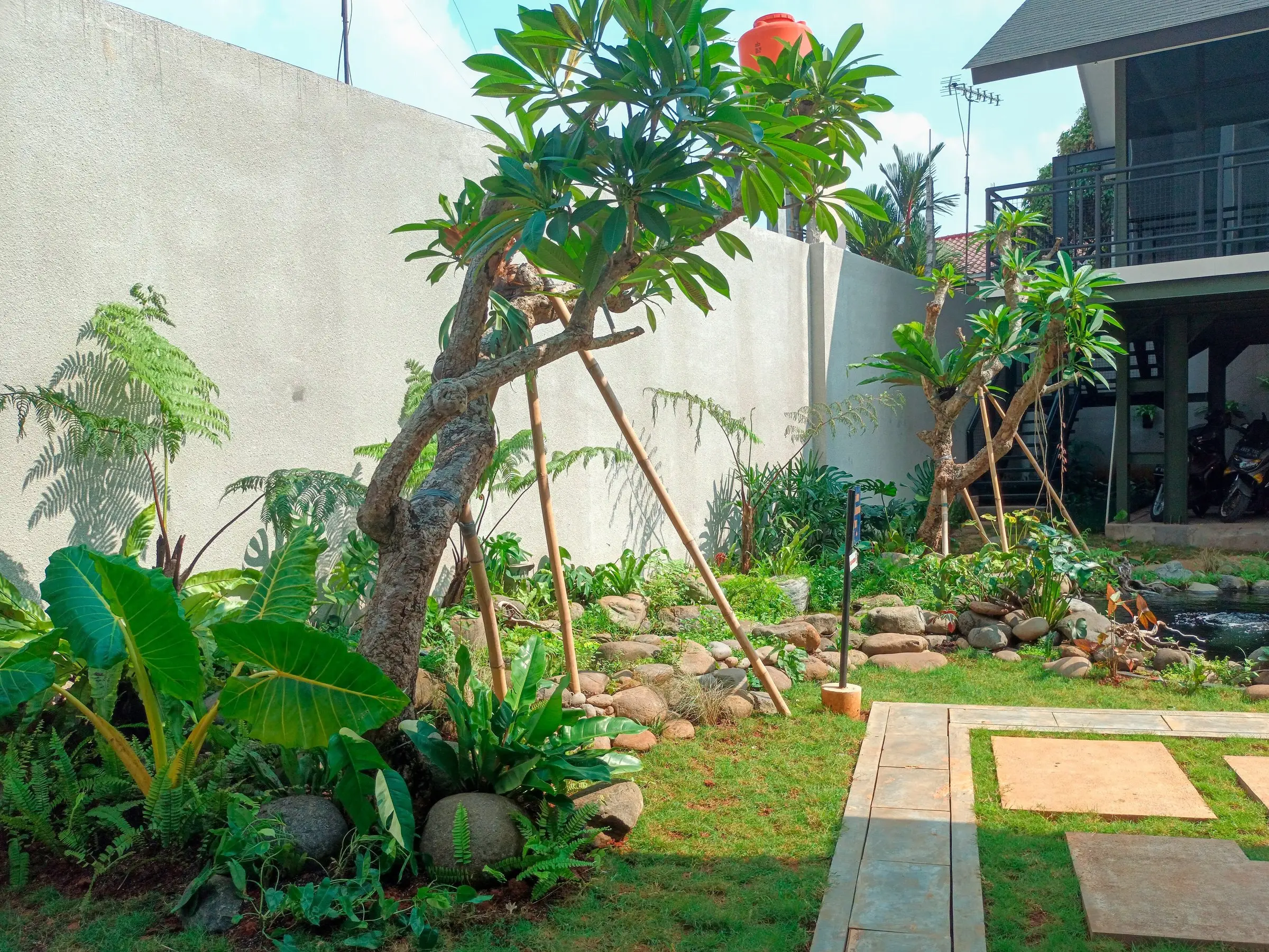 Concrete garden wall with a frangipani tree and lawn