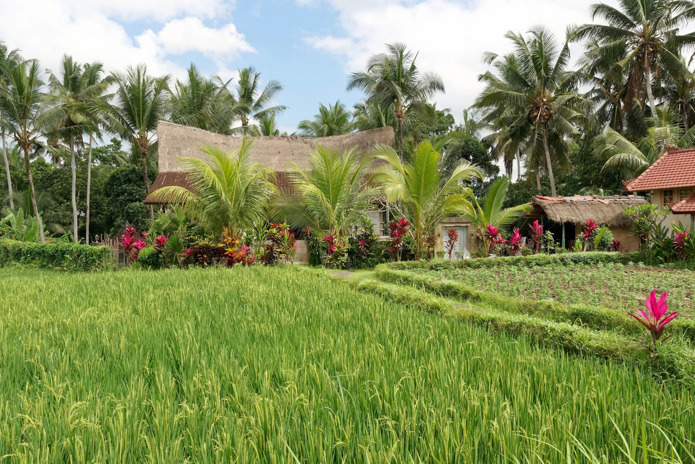 Houses set among green rice fields