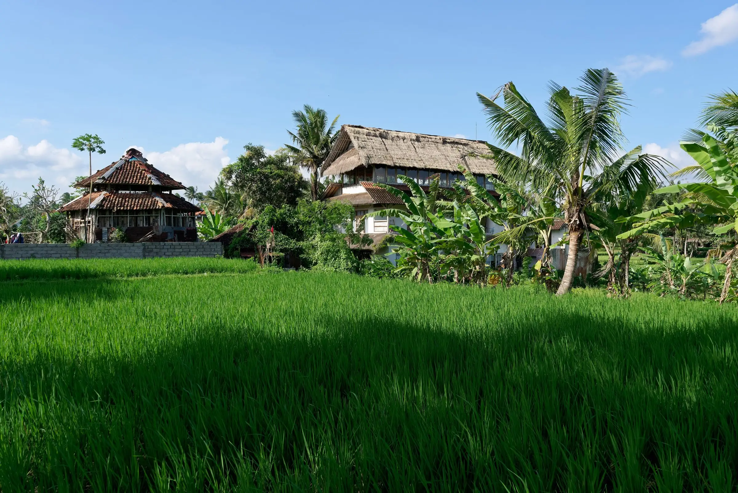 Rice field in front of a row of village houses