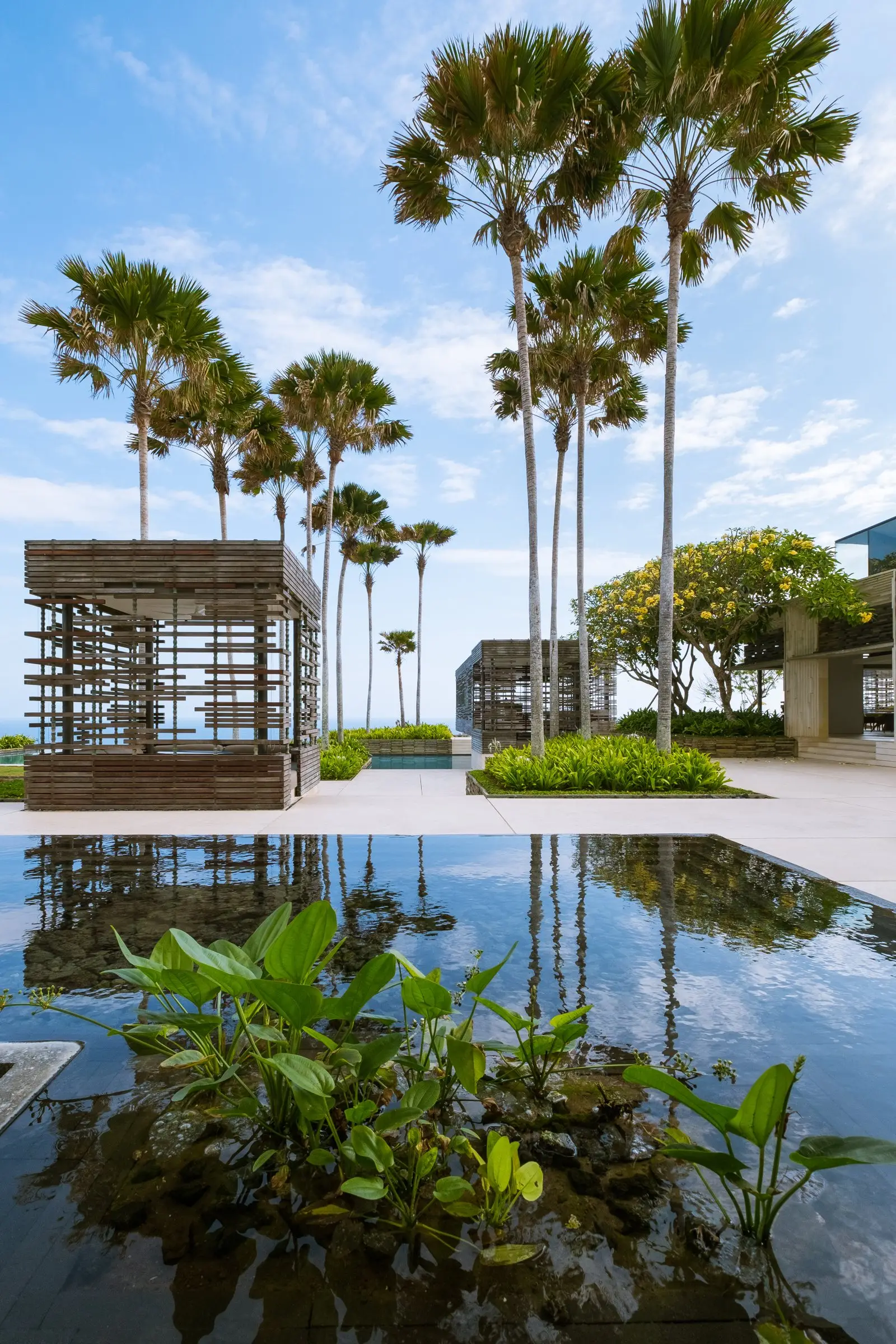 Palm trees reflected in a still pool